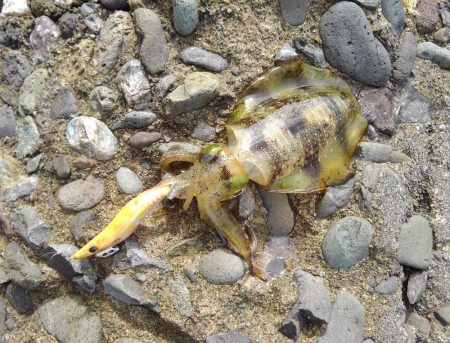 越前海岸エギングシーズン開幕！